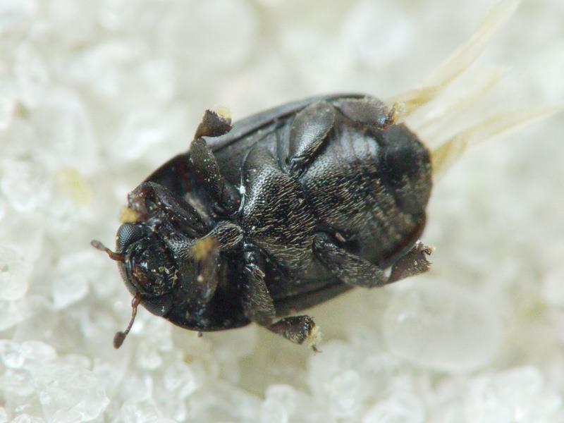 Nitidulidae Latreille, 1802